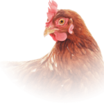 Drób